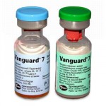 Вангард 7 + растворитель - иммунизация собак 